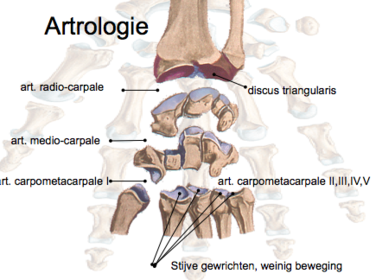 joints in hand and wrist