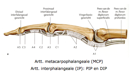 Flexor digitorum stabilization