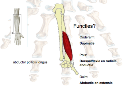 Abductor pollicis longus