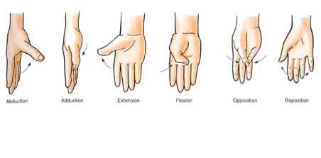 Movements of thumb