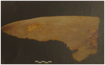 Varios dientes y vertebras han sido encontradas en los contexto de la huaca Pucllana -Tiburon Cobrizo