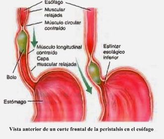 ESÓFAGO -conducto tubular de 23-25cm de largo -comunica la faringe con el estomago -transporta el bolo alimenticio mediante los movimient...