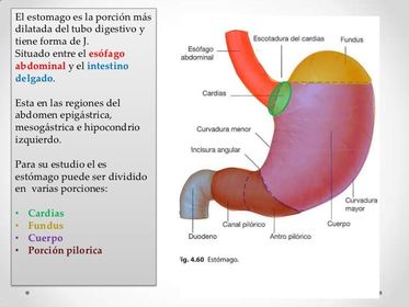 ESTÓMAGO -almacena temporalmente los alimentos -secreción del jugo gástrico -forma el quimo -inicia la digestión de las proteínas por acc...