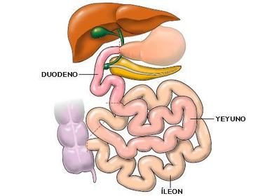 INTESTINO DELGADO -se forma el quilo -porción más delgada y larga de 6-8m -desde el píloro hasta la válvula ileocecal -secreción del jugo...