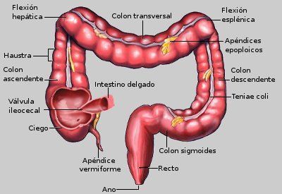INTESTINO GRUESO -mide 1,5m sin vellosidades -caracteriza por tener pliegues (haustras) -formación de heces -absorción de agua y electrol...