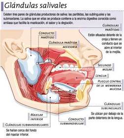 GLÁNDULAS SALIVALES -encargadas de elaborar la saliva, contiene agua, sales, mucina, amilasa, lisozima *PARÓTIDAS: conducto de Stenon *SU...