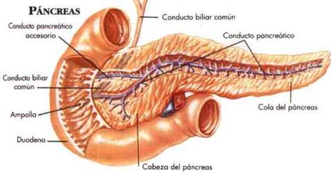 PÁNCREAS -es una glándula mixta, en forma de lengua -secreta el jugo pancreático, que es vertido al duodeno por el conducto de Wirsung -c...