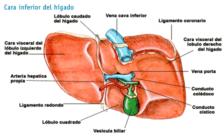 HÍGADO -es la glándula más voluminosa -sus células son los hepatocitos y están envueltos por la capsula de Glisson -metaboliza y elimina ...