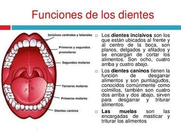 LOS DIENTES