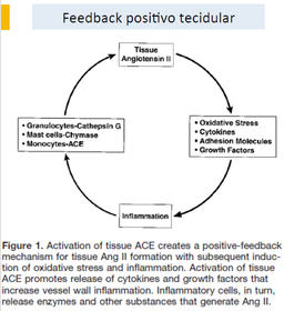 Descreve o mecanismo de feedback positivo tecidular pelo qual a Ang II favorece continuamente a Inflamação vascular.