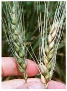 El trigo (Triticum) son cultivadas en todo el mundo este es un ser autotrofo ya que el se alimenta de el mismo.
