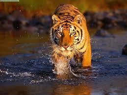 el tigre de bengala (Panthera Tigris Tigris) habita en manglares entre Bangladesh y la India, el tigre es un ser heterotrofo ya que el ne...