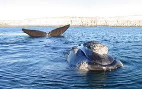 La ballena (Balaenidae) sólo viven en el agua, y tienden a quedarse donde está más caliente, por lo que las encontraras cerca de las cost...