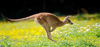 el canguro fue afectado gracias al calentamiento global, la especie más emblemática de Australia, los canguros, podrían desaparecer en un...