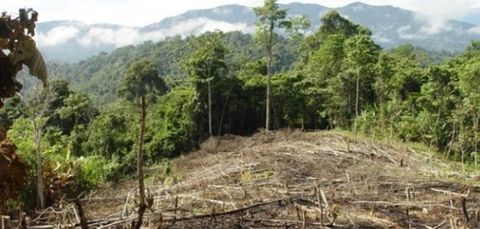 LOS BOSQUES A escala mundial, los bosques plantados suman aproximadamente un 7 por ciento del área total de bosque del mundo. En América ...