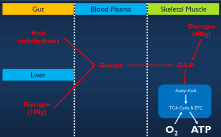 Where is Carbohydrate stored and in what form?