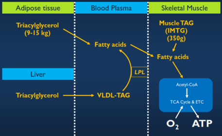 Where are fatty acids stored and in what form?