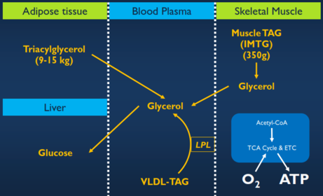 Where is blood glycerol in what form?