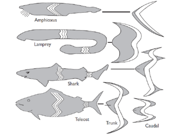 what shape muscle creates what kind of movement?