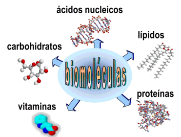 Funcion de la Biomoléculas, Carbohidratos, Lípidos, Proteínas, Enzimas y Ácidos nucleicos