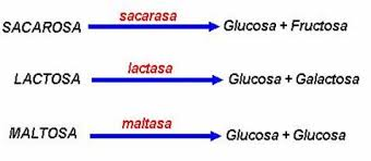 DISACÁRIDOS Son un tipo de glúcidos formados por la condensación de dos azúcares monosacáridos iguales o distintos.