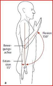 Bewegunge in Ellenbogengelenk Flexion &amp; Extension