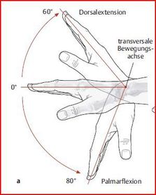 Palmarflexion &amp; Dorsalextension