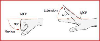 Bewegungsausmaß Flexion &amp; Extension