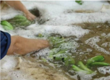LABOR DE LAVADO Remover impurezas o suciedad que pueda venir adherida al fruto.