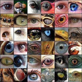 Características De La Complejidad: - La ciencia es un punto de vista de la complejidad. - La complejidad es un rasgo general de toda la r...