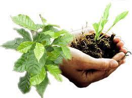 INSUMOS AGROPECUARIOS ECOLÓGICOS