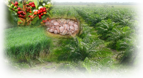 SISTEMA PERMANENTE Actividad cuyo periodo vegetativo desde la siembra hasta la recolección son superiores a un año. "Cacao, Café, Pasto d...