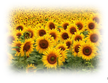 MONOCULTIVO Sistema de producción agrícola que consiste en dedicar toda la tierra disponible al cultivo de una sola especie vegetal.