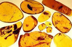 ámbar: Resina fósil de color amarillo más o menos oscuro, opaca o semitransparente, muy ligera, dura y quebradiza, que arde con facilidad...