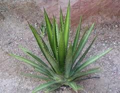 ixtle: Nombre genérico de todas las plantas que producen fibras vegetales, especialmente el agave.