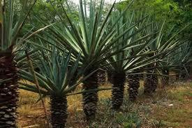 henequén: Planta amarilidácea, especie de pita.