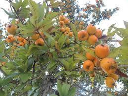 tejocote: Planta rosácea que da un fruto parecido a la ciruela, de color amarillo.