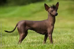 xoloitcuintle: Raza canina prácticamente sin pelo originaria de México. Se le conoce por su endemismo en este país y su estrecha relación...