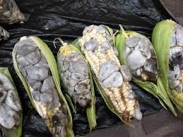 huitlacoche: Hongo comestible que vive como parásito en las mazorcas del maíz; se presenta como tumores de color gris que cuando maduran ...