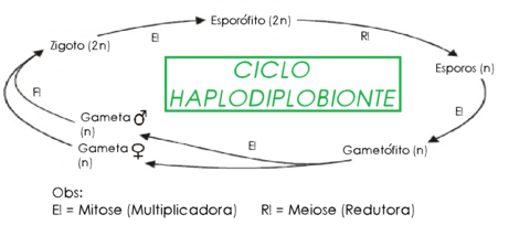 Preencha o ciclo de reprodução das plantas acima.
