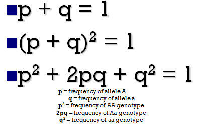 What is the Hardy-Weinberg principle?