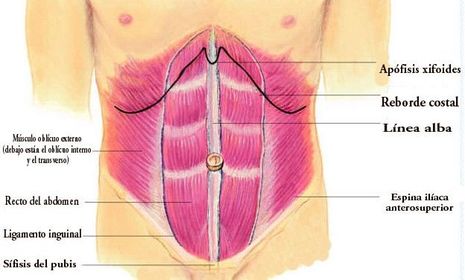 M. recto del abdomen