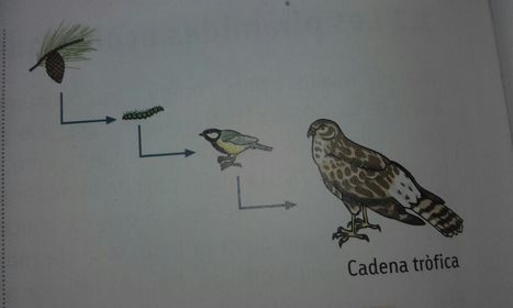 Cadenes trofiques