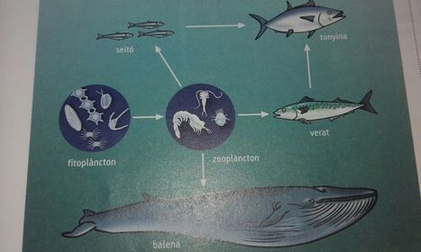 seguim fluctuacions