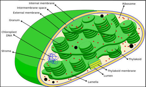 F214.3 Photosynthesis Biology Revision Cards