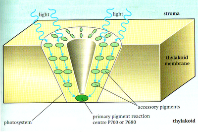 What does a photosystem look like?