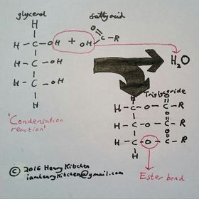 How are triglycerides formed? Draw a diagram and explain.
