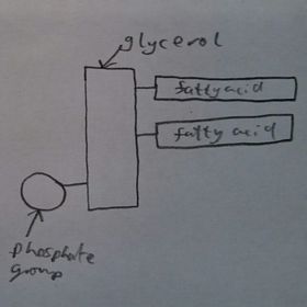 Draw the basic structure of a phospholipid.