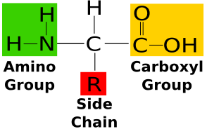 What is the general structure of an amino acid?