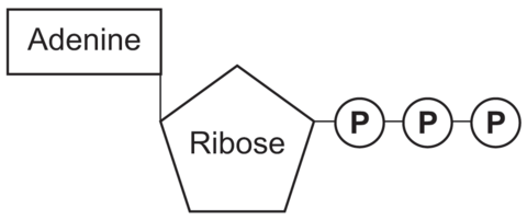 Draw the structure of ATP